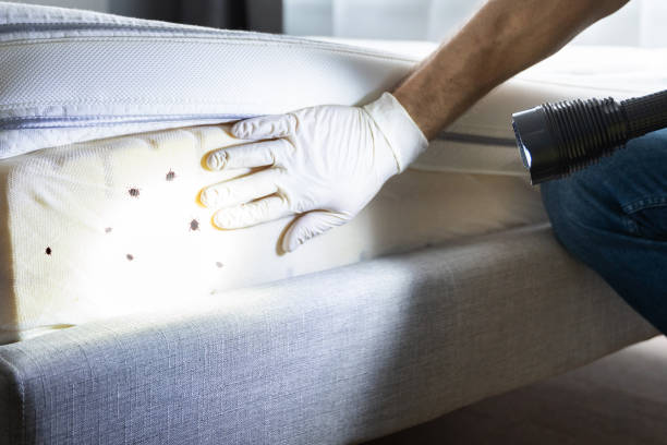 Best Emergency Pest Control  in Weirton, WV