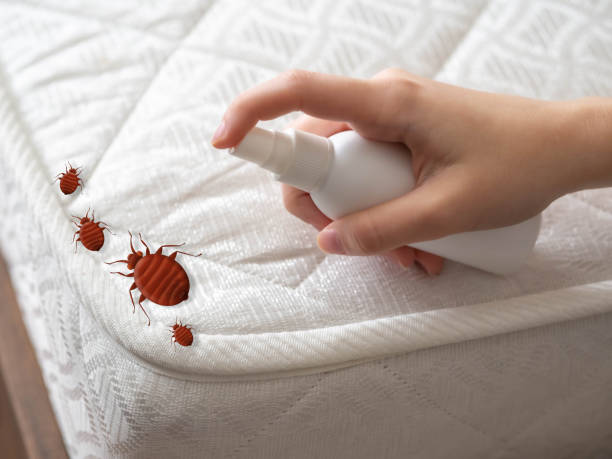 Best Mosquito Control Services  in Weirton, WV