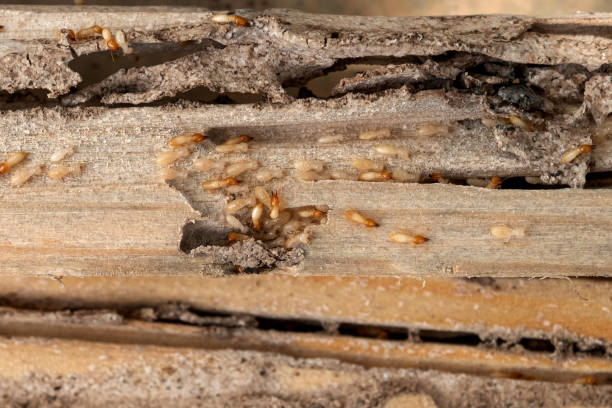 Best Affordable Pest Control Services  in Weirton, WV