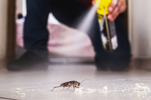 Best Cockroach Control Services  in Weirton, WV
