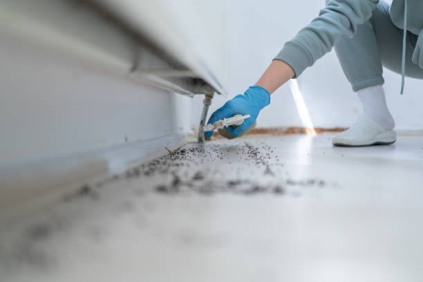 Best Local Pest Control Services  in Weirton, WV